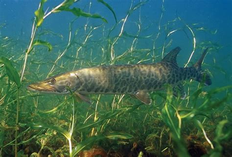 Turning back the clock on Kawartha Lakes muskie habitat - DU Canada