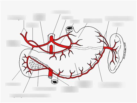 Stomach blood supply Diagram | Quizlet