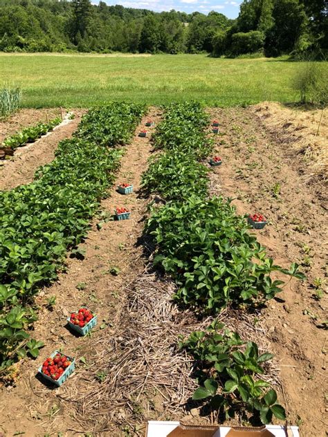 20 Top Strawberry Harvesting Tips – Strawberry Plants