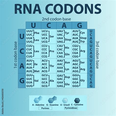 Amino Acid Codon Table Rna - My Bios