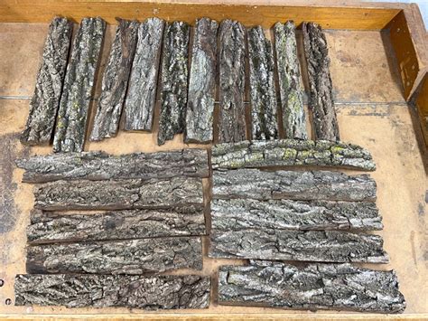 Black Walnut Tree Bark 20 Pieces. - Etsy