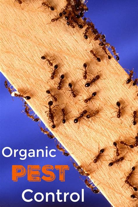 Organic Pest Control: A Guide for Protecting Your Home and Family This ...