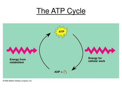 Atp Cycle Diagram