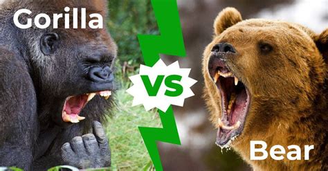 Lion Vs Tiger Vs Bear Vs Gorilla