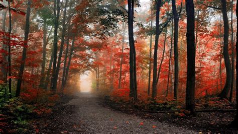 Path in the foggy autumn forest HD desktop wallpaper : Widescreen ...