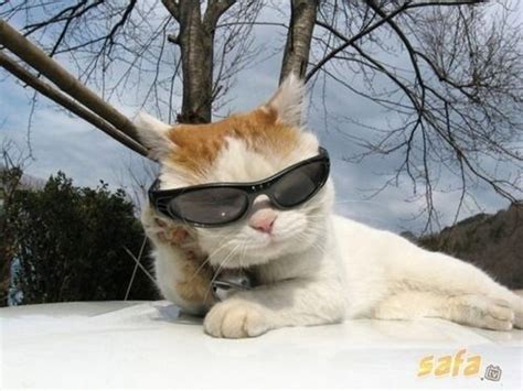 45 Cats Wearing Glasses | Cat wearing glasses, Wearing glasses, Cat glasses