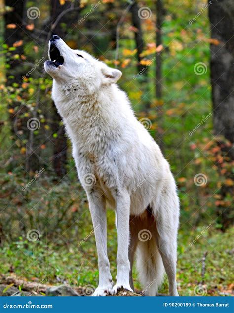 Howling Wolf stock image. Image of howling, pack, mammal - 90290189