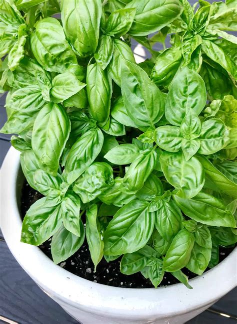 Basil 101: Growing Tips + 28 Recipes - Love and Lemons