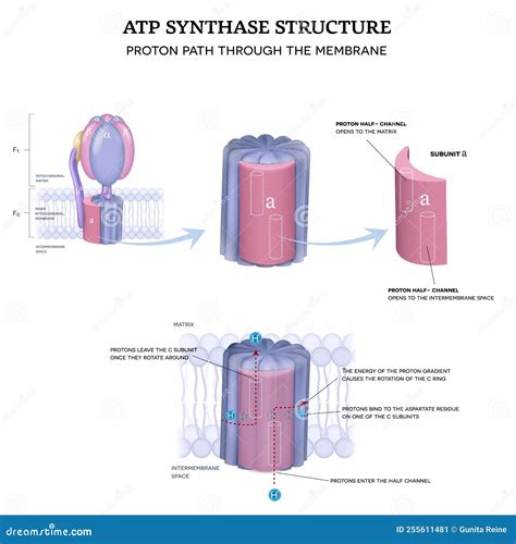 ATP Synthase Structure and Proton Path Stock Vector - Illustration of ...