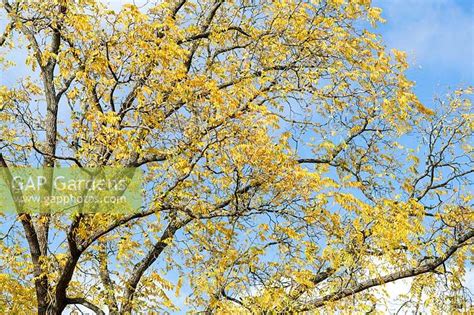 Juglans nigra - East... stock photo by Tim Gainey, Image: 1354989