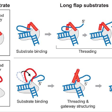 (PDF) Flap endonuclease of bacteriophage T7: Possible roles in RNA ...