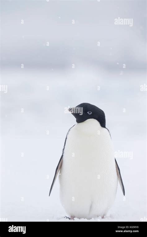 Adelie Penguin, Antarctica Stock Photo - Alamy