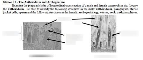 Station 11 - The Antheridium and Archegonium Diagram | Quizlet