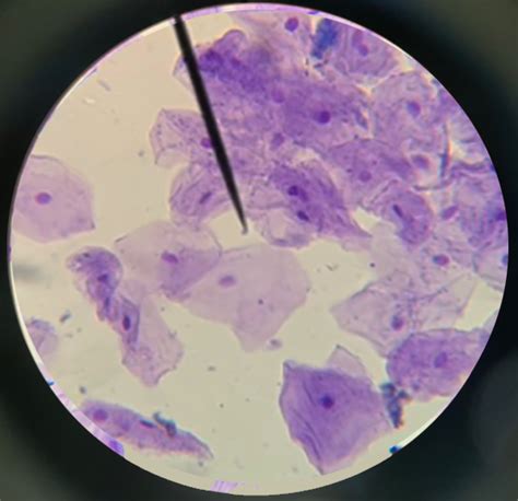 Plant Cell Lab (Makeup)