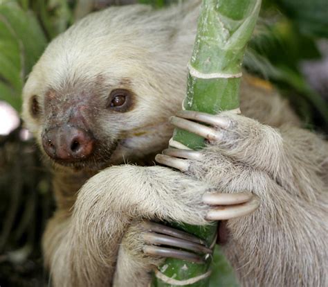 Nature and more: Two-toed sloth by Cesar Paniamogan Hoffman’s...