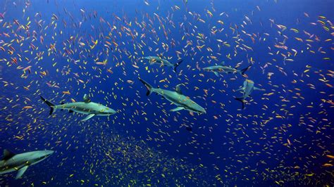 Are We Ready for Shark Conservation to Succeed? • The Revelator