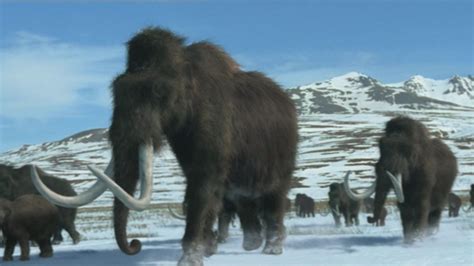 Woolly Mammoth | NatureRules1 Wiki | Fandom | Wooly mammoth, Mammoth ...