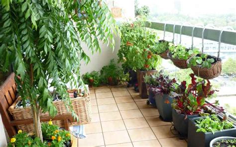 5 Balcony gardening ideas on limited space - FarmKenya Initiative