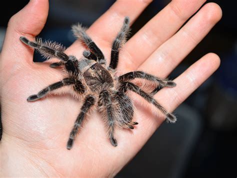 Care for a Brachypelma Albopilosum (Honduran Curly Hair)