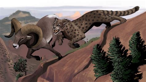 An American Cheetah, Miracinonyx Trumani, Hunting A Bighorn Sheep Along ...