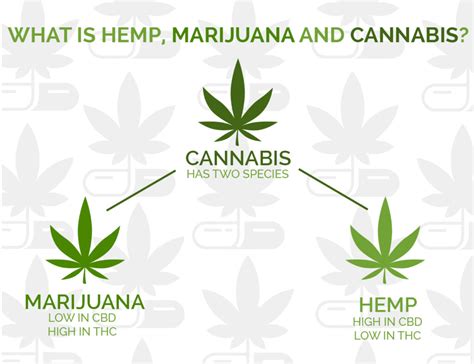 HEMP vs CBD vs THC - Cannabis Care Clinic