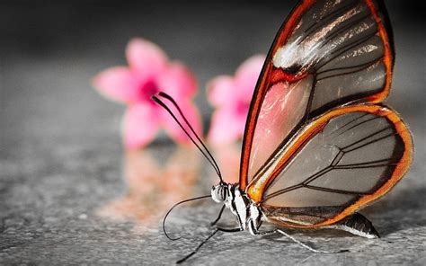 Cute amazing looks butterfly . Rocks, Amazing Cute HD wallpaper | Pxfuel