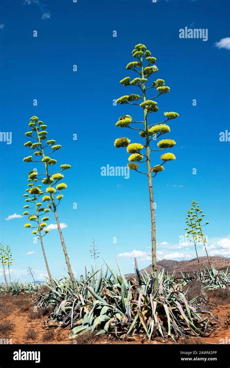 Sisal plants (Agave Sisalana) flowering in the semi-desert of the Karoo ...