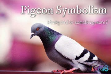 Pigeon Symbolism – Spells8