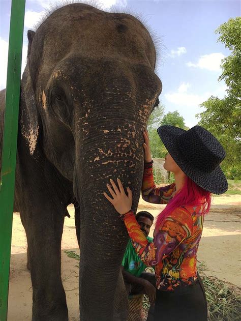 Elefantastic, an ethical elephant sanctuary in Jaipur, India! Review ...