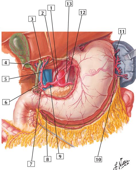 Stomach blood supply Diagram | Quizlet