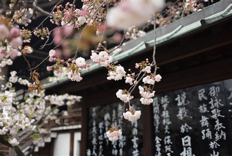 Cherry Blossoms: Symbolism in Japanese Art - Invaluable