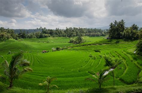 'Paddy field in Bali' on skitterphoto