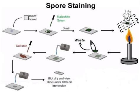 Endospore Staining: Principle, Procedure, Results – Microbe Online