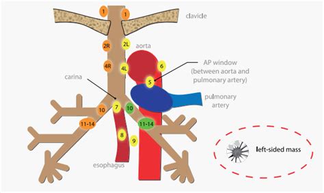 Chest Lymph Node Stations - News Current Station In The Word