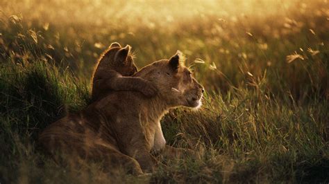 2560x1440 resolution | brown lion cub hugging brown lioness HD ...