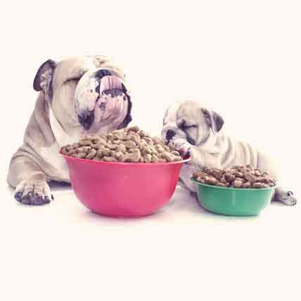 What Are "Natural" Dog Food Flavors? - PetCareRx