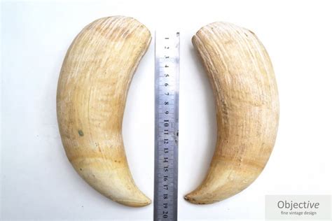 Pair Sperm Whale Teeth | Objective Fine Vintage Design