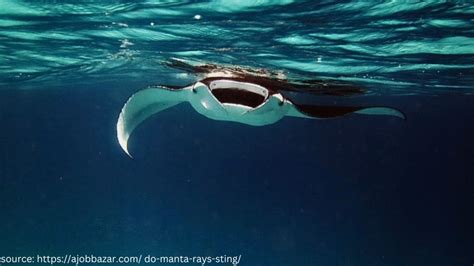 Do Manta Rays sting? Unmasking the truth of these Ocean Giants