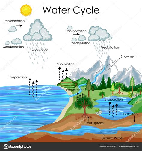 Education Chart of Water Cycle Diagram Stock Vector by ©Vecton 157719892