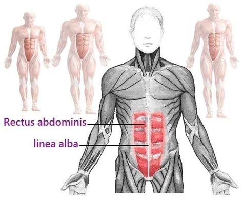 Rectus Abdominis Muscle: Functional Anatomy Guide • Bodybuilding Wizard