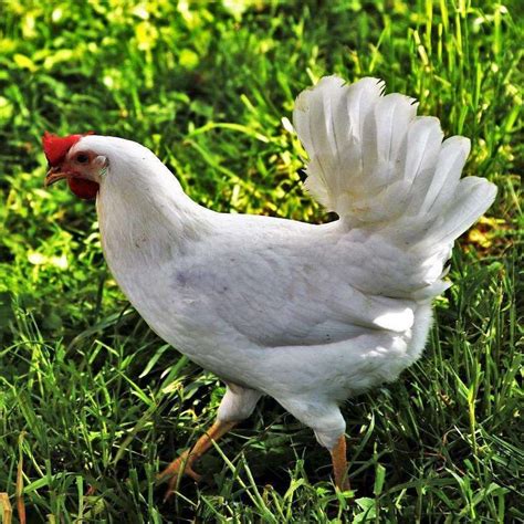 White Leghorn Chicken Breed