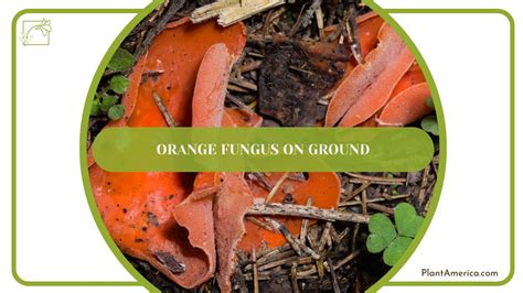 Orange Fungus in Mulch: How To Deal With This Annoying Slime Mold ...