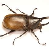 Rhinoceros beetle male photo WP23731