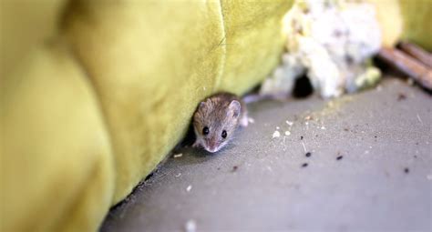 Mice Control Boston | Mice Removal & Prevention Services in Boston, MA ...