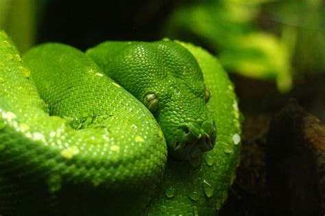 Python Snake Photos, Download The BEST Free Python Snake Stock Photos ...