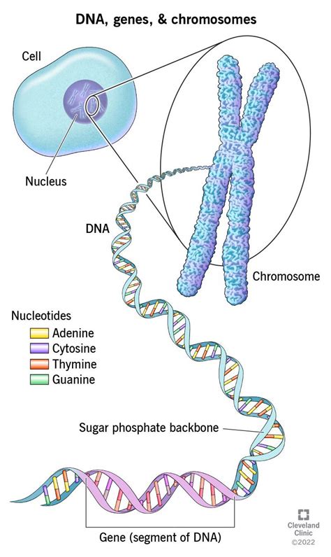 Chromatin And Chromosomes