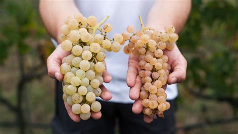 Inside the Movement to Revive Forgotten Grape Varieties | SevenFifty Daily