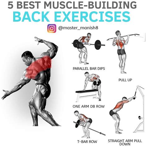 32++ Different back muscles and exercises equitment | perfectabsworkout