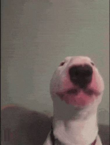 Walter Dog GIF - Walter Dog Walter Dog - Discover & Share GIFs