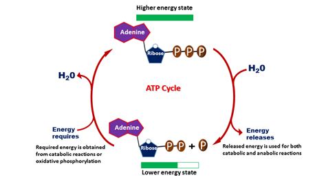 Labeled ATP Molecule Diagram or Structure - Biology Brain